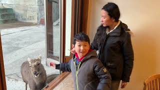 2025日本關西-廣島自駕之旅