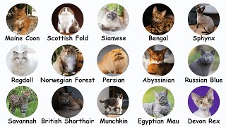 15 Cat Breeds Explained in 8 minutes!