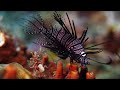 The Coral Reef: 10 Hours of Relaxing Oceanscapes | BBC Earth