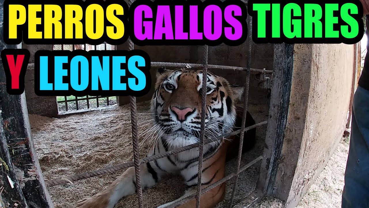 Expo venta de perros exóticos Gallitos miniatura leones y tigres 3
