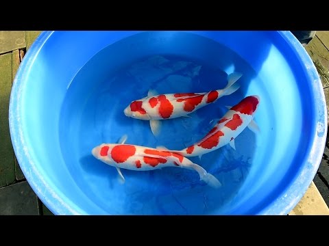 Modern Koi Blog #1303 - Varieties explained in detail: Kohaku