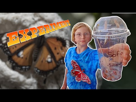 Caterpillar turns into a butterfly