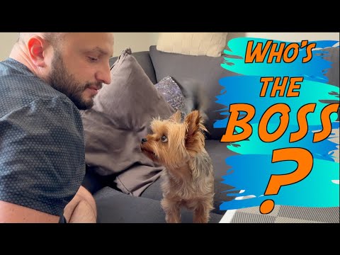 This Cute Yorkie Argues Like a Real Person!