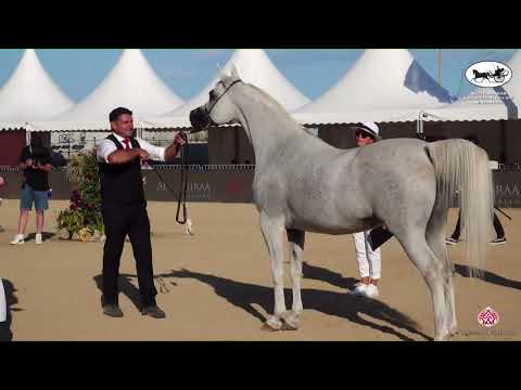 N 70 WADAD ZAMANI   Mediterranean and Arab Countries AHC   Menton 2022   Mares 9+ Years Old Class 5