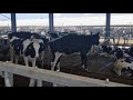 Cow Peeing And Pooping