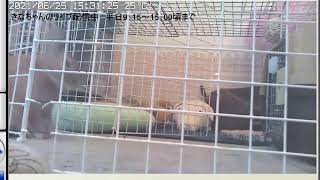 うさぎのきなちゃんライブ配信