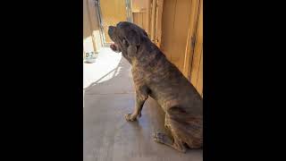 Video preview image #1 Mutt Puppy For Sale in Apple Valley, CA, USA