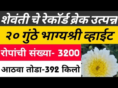 शेवंती पिकामध्ये खत व रोग किडीचे व्यवस्थापन |Chrysanthemum farming in Maharashtra