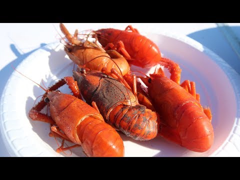 download lagu mp3 mp4 Koura, download lagu Koura gratis, unduh video klip Koura