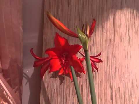 TimeLapse Smart Camera Video