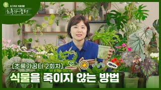 [2023 청춘문화 노리터] 싱그러운 식물생활, 초록가꿈터 2회차 : 식물을 죽이지 않는 방법