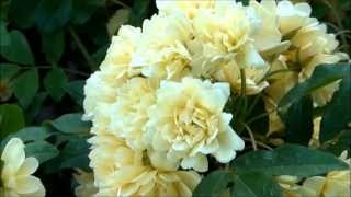 Rick Wakeman;Finale/Elgin Mansions・古に抱かれた都心の緑と花の園.