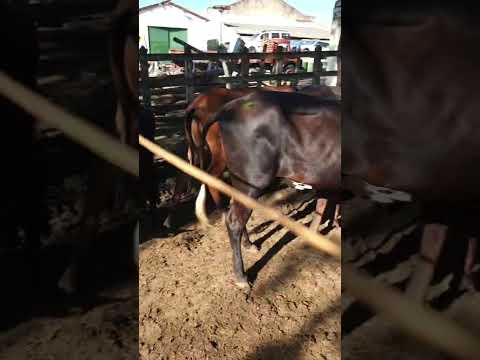 Novilhas à venda em Bezerros-PE