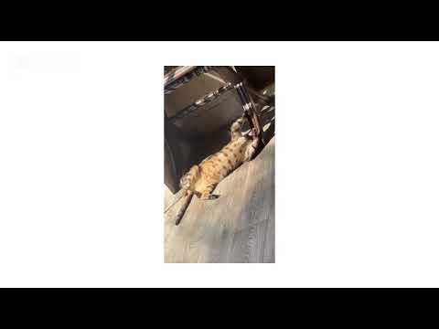 Tiger my cat 😻#cat #cats #lovecats 