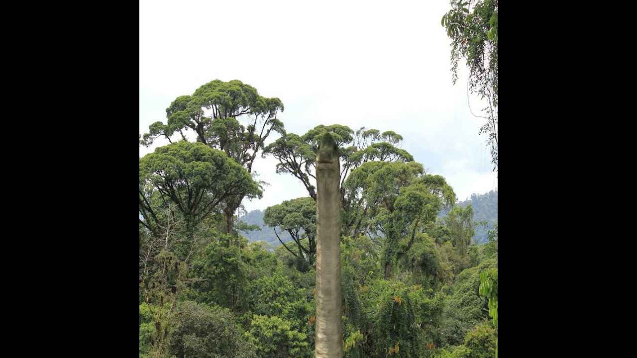 Colossal Dinosaur Pack 8K - totalmente animado Modelo 3D