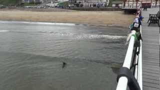 preview picture of video 'Snowy the Rottweiler swimming in the sea at Saltburn'