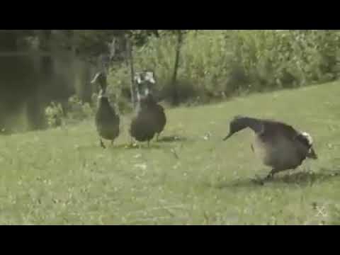 Cuando un animal baila mejor que tú