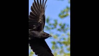 As the crow flies by Will Varley (with unofficial video)