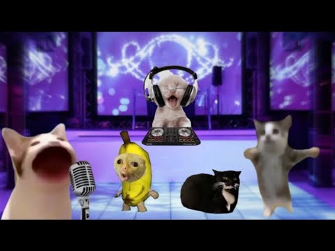 Banana cat and happy cat videos #happycats #bananacat