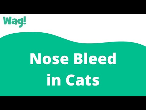 Nose Bleed in Cats | Wag!