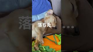 眠いのに我慢するイッヌが可愛すぎる💖 #shorts