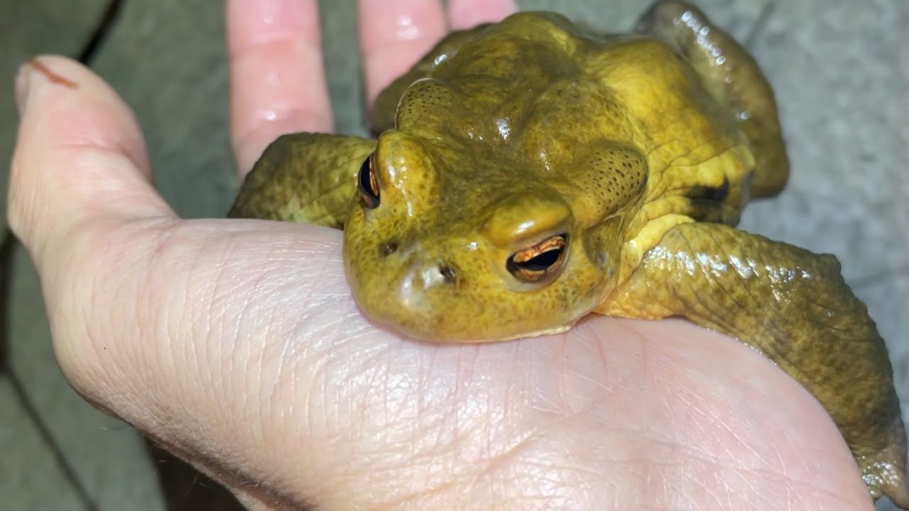 毒ガエルに襲われてとんでもない目に遭いました。。