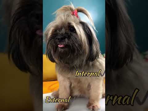 Best Skin and Coat Supplements for Dogs | Venttura Omega+ 🐶✨