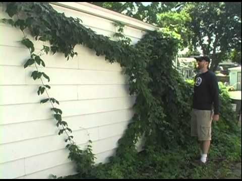 Brewing TV - Episode 12: Backyard Hop Crop Report 2010