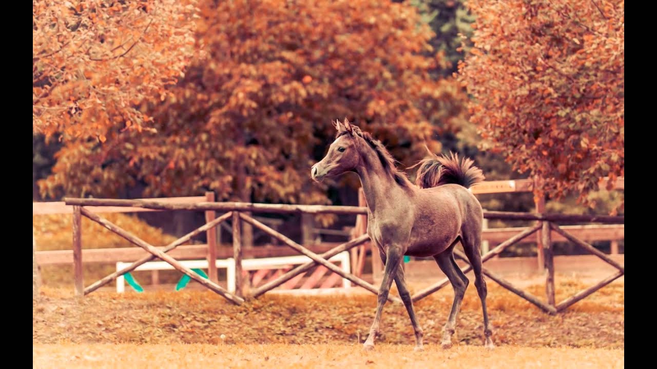 Computer Desktop Wallpapers Collection