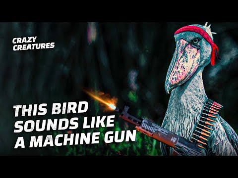 Animals That Make the Weirdest Noises