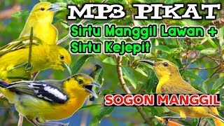 Download lagu Pikat Sirtu/Cipoh Ampuh Manggil Lawan   Suara sirtu Terancam Kombinasi Sogon Betina Manggil mp3