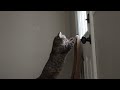 Cat excitedly watches out window