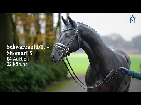 Nr. 4 Hengst v. Schwarzgold/T. - Shomari S