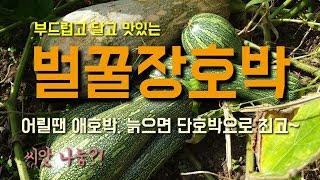 애호박과 단호박으로 먹을 수 있고 당도가 높은 다수확 벌꿀장호박 씨앗나오면 나눔해보겠습니다.