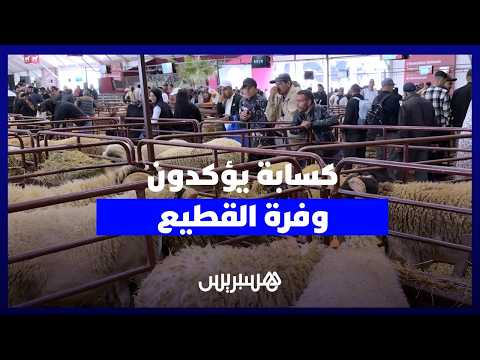 الكسابة يؤكدون وفرة الماشية 