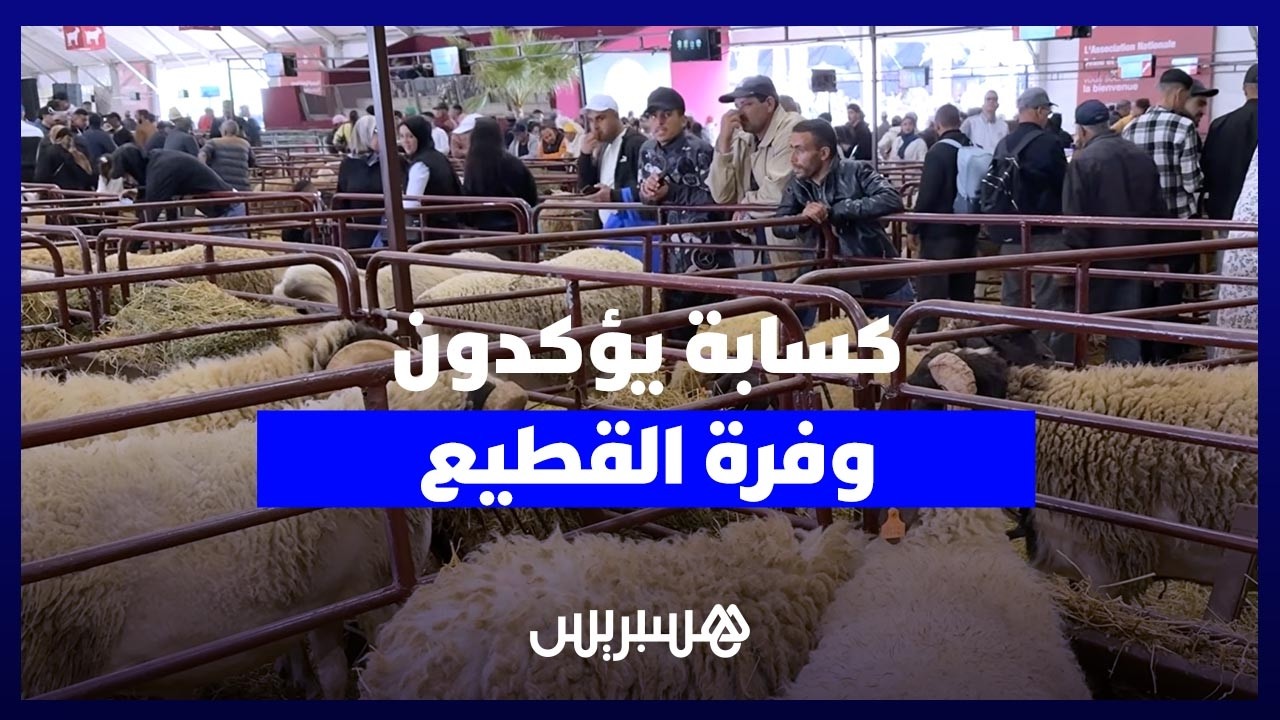 كسابة يؤكدون وفرة القطيع المخصص لعيد الأضحى ويرفضون التهجّم على "الشنّاقة" thumbnail