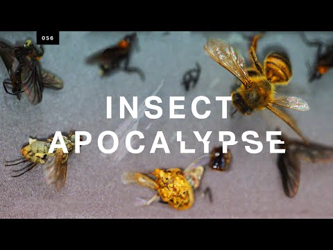 L '«apocalypse des insectes» est-elle réelle?