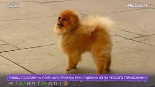 Новый законопроект об ужесточении наказания для живодеров внесли в Госдуму