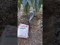 Fertilize the loquat tree with chicken manure for better fruits. #loquat #fertilizer #tree #fruit