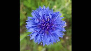 Laura Marling - Shine