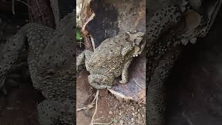 Download lagu kodok Bangkong,ditempat kalian apa namanya guys? #kodok #hewanunik #shorts mp3 Download lagu kodok Bangkong,ditempat kalian apa namanya guys? #kodok #hewanunik #shorts mp3