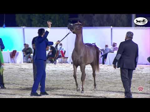 N 27 SHAIKHAH AL AMEER   Bahrain National Show 2021   Fillies 2 years old Class 2B