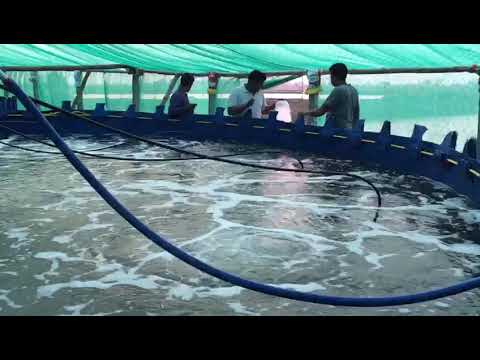 High Pressure Aquaculture Blower