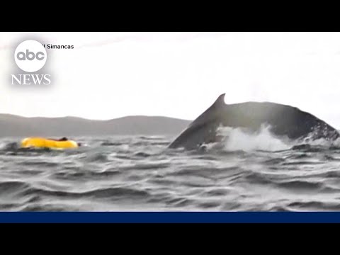 WATCH: Whale Briefly Swallows Kayaker Before Spitting Him Back Out