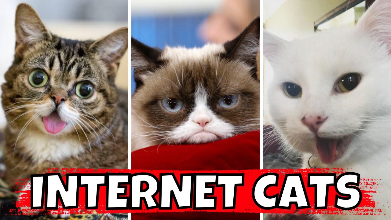 Ranking the Most Famous Internet Cats of All Time