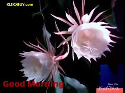 Open flower morning