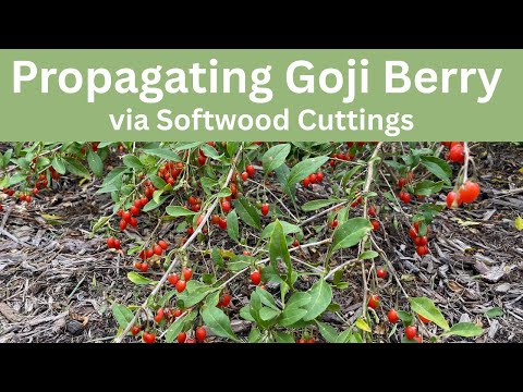 Goji Berry Softwood Cuttings: Propagate for Your Garden