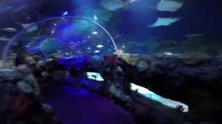 preview picture of video 'Sea Life Aquarium Charlotte / Concord NC'