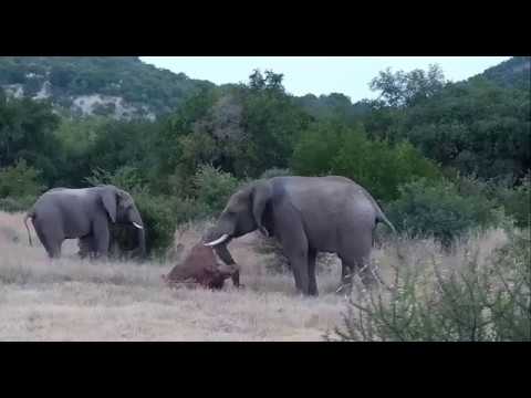 2 rowdy Bull Elephants  flipping a stump /Kwa Maritane  (zoom ) April 1 2019