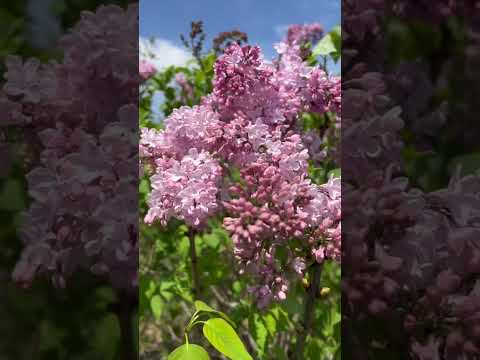 ピンクの花を咲かせる低木: ロマンチックな庭園を作るユニークな 5 種  庭園